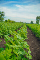 Fototapeta na wymiar Row of growing Cotton field in India.