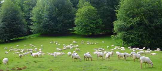 Flock of sheep grazing in the Sierra de Aralar, Navarra