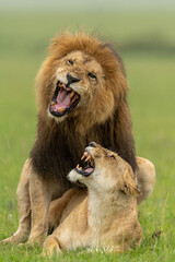 lion, animal, cat, wild, wildlife, mane, king, carnivore, feline, mammal, predator, nature, majestic,  big, safari, leo, leader, portrait, masculine, fur, jungle