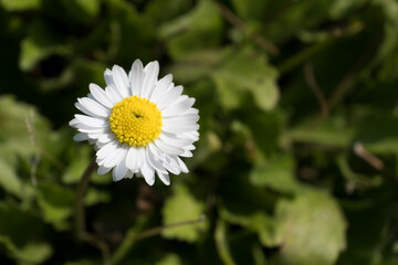 Obraz premium White chamomile flower against green leaves