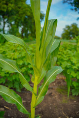 Growing Young Green Corn Seedling , Maize seedling in the agricultural field