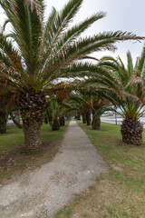 Fototapeta na wymiar View of path with palm trees on the beach of Comillas, Cantabria, Spain, in vertical