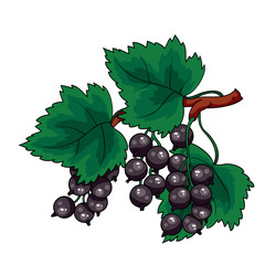 Big bush of black currant with green leaves, isolated object on white background, vector illustration,