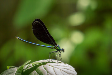 Ebony Jewelwing (Calopteryx maculata) resting on  a leaf at river's edge