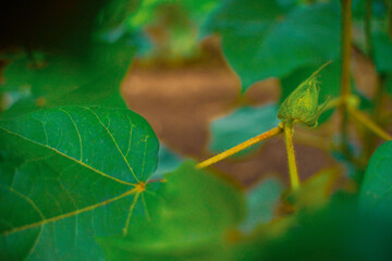 Green Cotton field in India