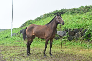 horse and foal