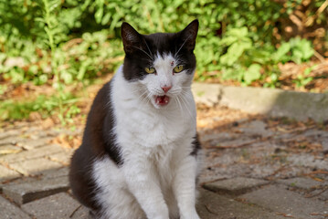 portrait of a black and white tomcat that has been hit by a projectile of an air rifle next to his left eye - he has an angry face expression