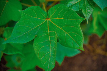 Green Cotton field in India