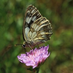Butterfly sitting on a field flower

