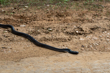 Cobra or Indian cobra or Naja naja or spectacled cobra or Asian cobra or binocellate cobra a venomous snake or serpent at jhalana forest or leopard reserve jaipur rajasthan india
