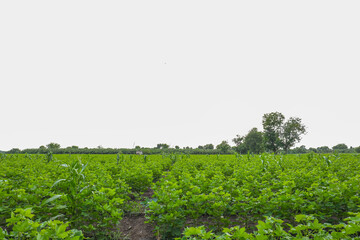 Row of growing green Cotton field in India.