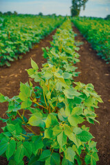 Row of growing Cotton field in India.