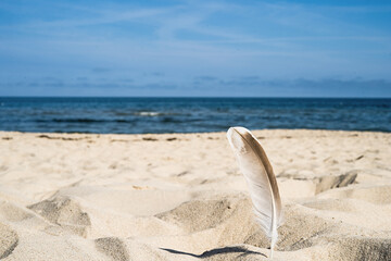 lonely bird feather stuck in the sand on the beach by the Baltic Sea