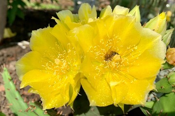 Yellow cactus flower and morning dew. High quality photo