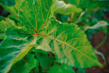 Young Okra Plant (Lady`s Finger)
