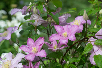 Clematis Comtesse de Bouchard in garden
