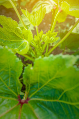 Orka, ladyfinger plant growing in field © Niks Ads