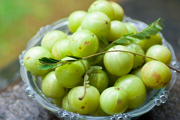 Indian gooseberries or Amla many with leaves, background. Holding Amla fruits in hand has antiviral and antimicrobial. properties. Used in ayurvedic medicines. heap of Green colour fruits