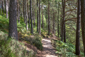 peaceful and isolated pine woodland forest scenery along winding path during a sunny warm summers day in scotland.