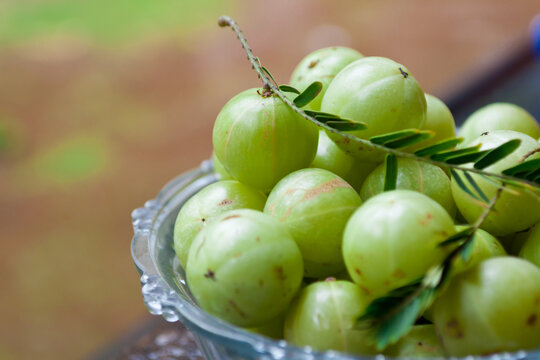 Indian gooseberries or Amla many with leaves, background. Holding Amla fruits in hand has antiviral and antimicrobial. properties. Used in ayurvedic medicines. heap of Green colour fruits