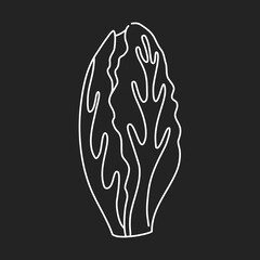 Hand drawn Chinese cabbage in white line, simple icon in doodle style. Vector illustration on isolated black background. 