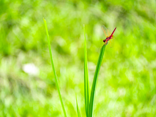 Red dragonfly on fresh green leaves and light bokeh background.