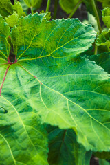Orka, ladyfinger plant growing in field © Niks Ads