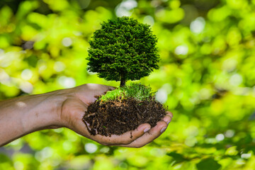 Baum in einer Hand