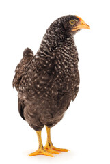 Gray hen isolated.