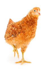 Brown hen isolated.