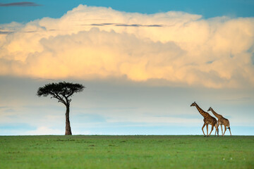 giraffe in the savannah