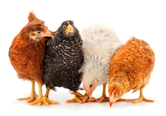 Four young hens isolated.