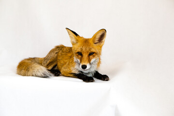 Red fox sits on a white background