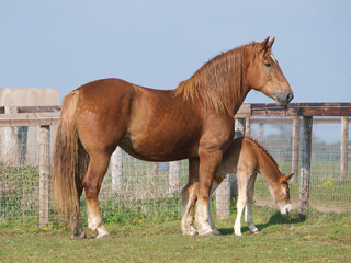 Mare and Foal