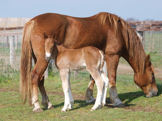 Mare and Foal