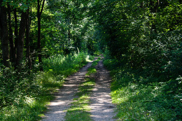 Fototapeta na wymiar A beautiful shady forest path invites you to go hiking or walking.