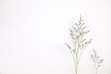 Caspia flower little purple flower plant isolated in white background in top view