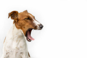 Funny yawning dog on a white background with a side view. Nice portrait. Fox Terrier funny charming face. Horizontal banner. The theme of 