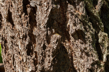 close up on larch tree bark with copy space for your text