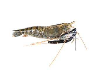 Raw prawn isolated in white baackground