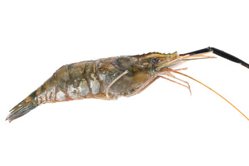 Raw prawn isolated in white baackground