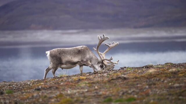 Adult male of Svalbard reindeer (Rangifer tarandus platyrhynchus) Grazing, Svalbard Islands Spitsbergen