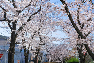 蕨市 南町桜並木