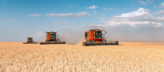 Harvesting of grain crops in the field, a bright summer landscape with a combine harvester....