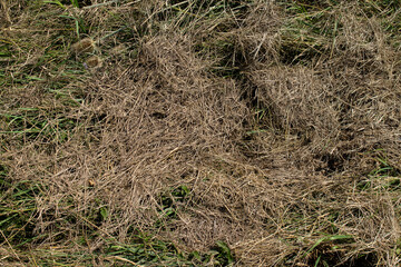 Texture of dried hay on a green meadow.