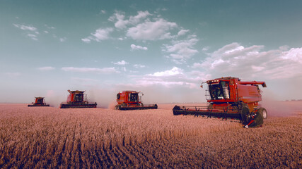 Obraz premium Harvesting of grain crops in the field, a bright summer landscape with a combine harvester. Selective focus.