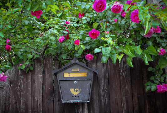 Old mailbox on a wooden fence surrounded by pink roses