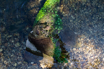 Texture of river pebbles under water with washed-up duckweed.