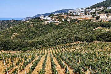 vineyard in france corsica coast