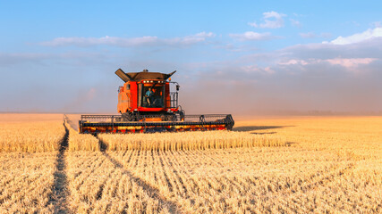 Obraz premium Harvesting of grain crops in the field, a bright summer landscape with a combine harvester. Selective focus.